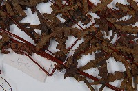 栗蕨藏品圖，第4張