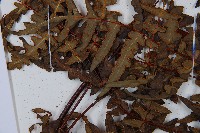 栗蕨藏品圖，第5張