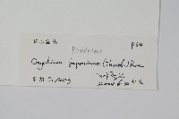 日本金粉蕨藏品圖，第2張