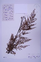 黑鱗鐵角蕨、假大羽鐵角蕨、大羽鐵角蕨藏品圖，第1張