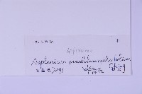 黑鱗鐵角蕨、假大羽鐵角蕨、大羽鐵角蕨藏品圖，第2張