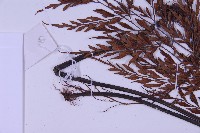 黑鱗鐵角蕨、假大羽鐵角蕨、大羽鐵角蕨藏品圖，第4張