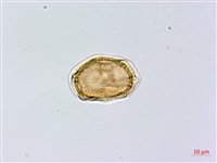 黑鱗鐵角蕨、假大羽鐵角蕨、大羽鐵角蕨藏品圖，第4張