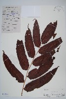 紅色新月蕨藏品圖，第1張