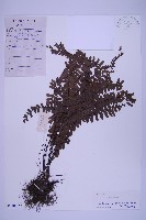 生芽鐵角蕨藏品圖，第1張