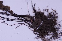 生芽鐵角蕨藏品圖，第4張