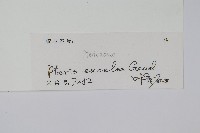 溪鳳尾蕨藏品圖，第2張