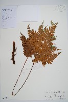 闊葉骨碎補藏品圖，第1張