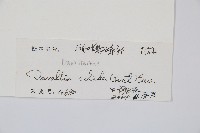 闊葉骨碎補藏品圖，第2張