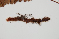 闊葉骨碎補藏品圖，第3張