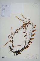 抱樹石葦藏品圖，第1張