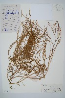 藤石松藏品圖，第1張