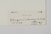 粉葉蕨藏品圖，第2張