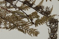 粉葉蕨藏品圖，第3張