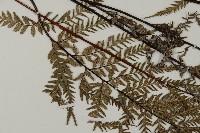 粉葉蕨藏品圖，第4張