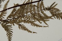 粉葉蕨藏品圖，第5張