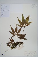 掌葉線蕨藏品圖，第1張