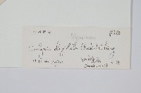 掌葉線蕨藏品圖，第2張