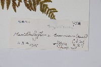 普通針毛蕨藏品圖，第2張