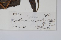 光亮瘤蕨藏品圖，第2張