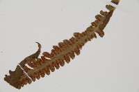 登錄號:P010525藏品圖，第6張