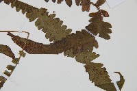 登錄號:P010525藏品圖，第7張