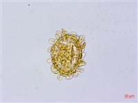 登錄號:P010525藏品圖，第2張