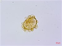 登錄號:P010525藏品圖，第3張