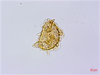 登錄號:P010525藏品圖，第4張