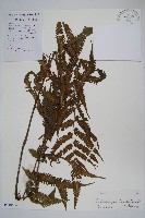 密毛毛蕨藏品圖，第1張