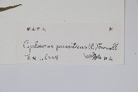 密毛毛蕨藏品圖，第2張