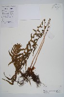 翅軸假金星蕨、短柄卵果蕨藏品圖，第1張