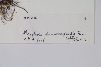 翅軸假金星蕨、短柄卵果蕨藏品圖，第2張