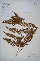 長葉鱗毛蕨藏品圖，第1張