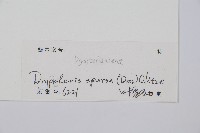 長葉鱗毛蕨藏品圖，第2張