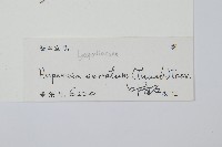 千層塔藏品圖，第2張