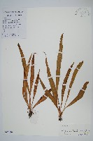 瓦葦藏品圖，第1張