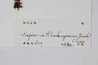 瓦葦藏品圖，第2張