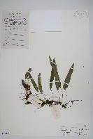 登錄號:P010531藏品圖，第1張