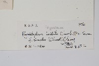 登錄號:P010531藏品圖，第2張