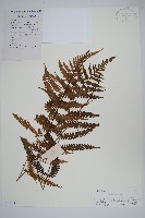 登錄號:P010532藏品圖，第1張