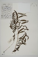 登錄號:P010533藏品圖，第1張