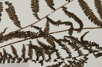 登錄號:P010533藏品圖，第3張