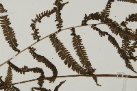 登錄號:P010533藏品圖，第4張