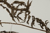 登錄號:P010533藏品圖，第5張