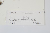 陵齒蕨、鱗始蕨藏品圖，第2張