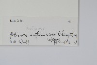 華南鳳尾蕨藏品圖，第2張