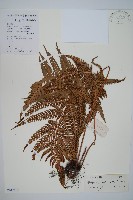 南海鱗毛蕨藏品圖，第1張