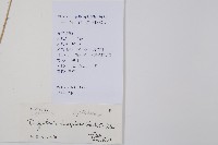 迷人鱗毛蕨、異蓋鱗毛蕨藏品圖，第2張