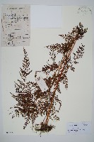 烏蕨藏品圖，第1張